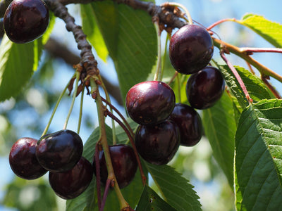 Black Cherry