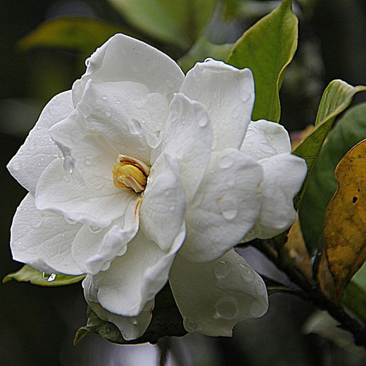 Gardenia