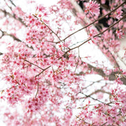 Japanese Cherry Blossom