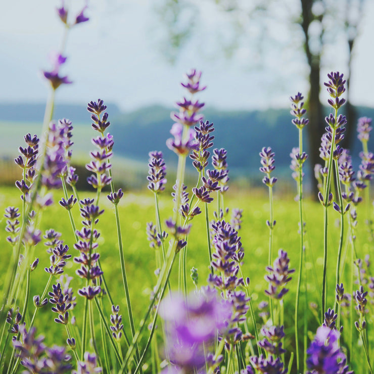 Lavender