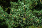 Pinion Pine