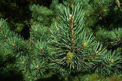 Pinion Pine