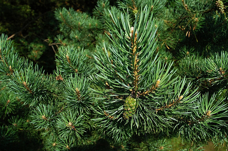 Pinion Pine