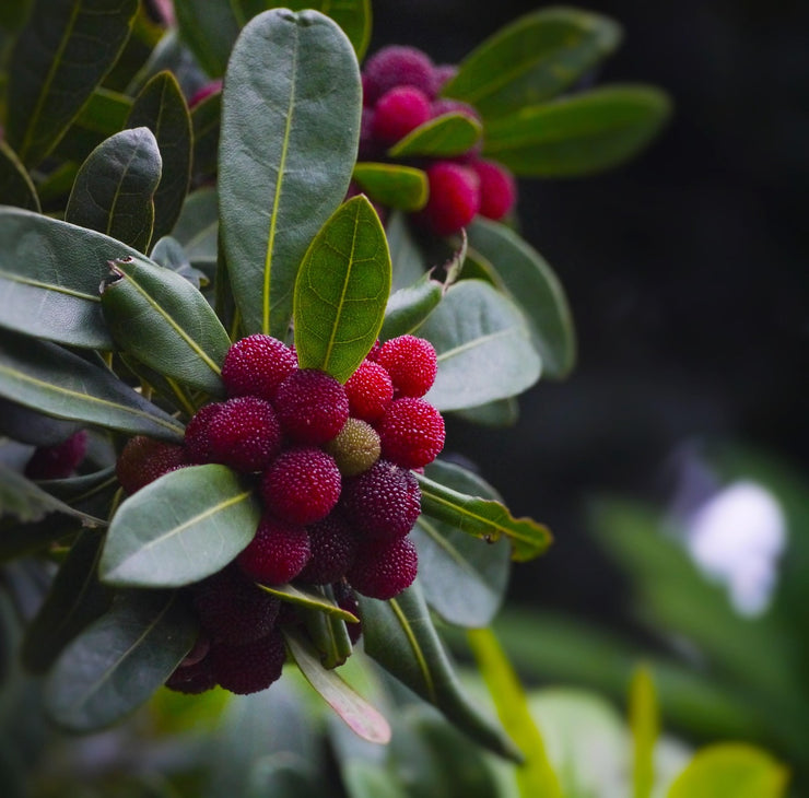 Bayberry