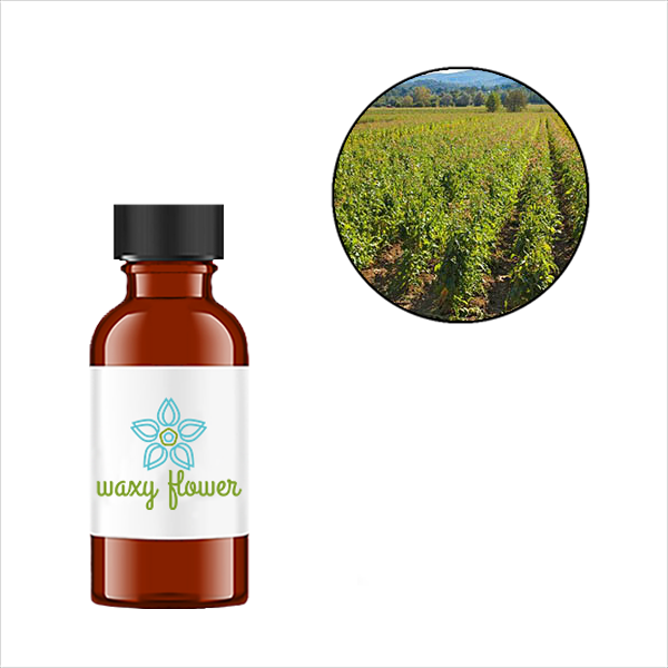 tobacco flower essential oil Tuscan Tobacco -- Phthalate Free